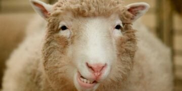 Subcelebridades, webcelebridades e os monstros midiáticos de todo dia