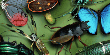 "Animaizinhos do meu tempo", crônica de Henrique Fendrich