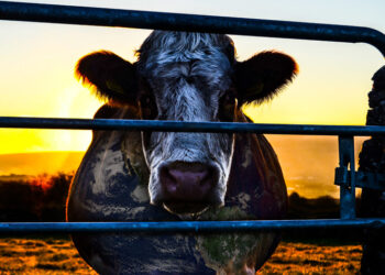 'Cowspiracy: O Segredo da Sustentabilidade': precisamos repensar a maneira como comemos