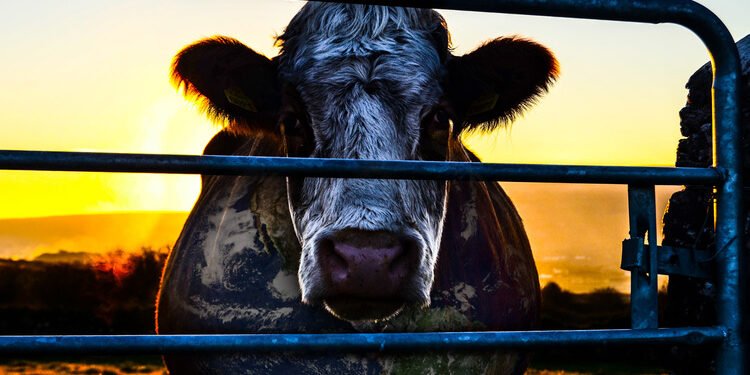 'Cowspiracy: O Segredo da Sustentabilidade': precisamos repensar a maneira como comemos