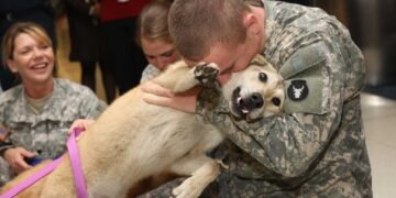 "Os cães e a guerra", crônica de Yuri Al'Hanati