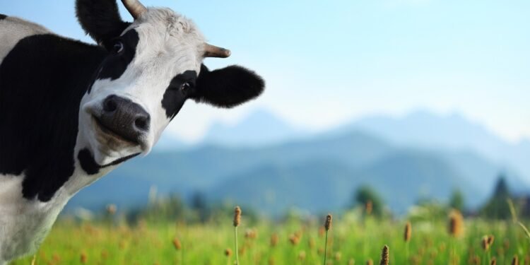 "De como eu quase matei uma vaca", crônica de Henrique Fendrich.