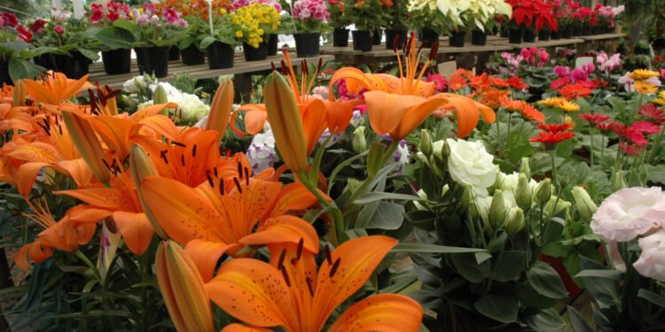floricultura