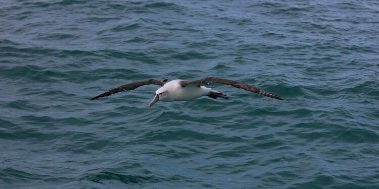 "O voo do albatroz", crônica de Eder Alex.