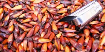 de pinhões e araucarias