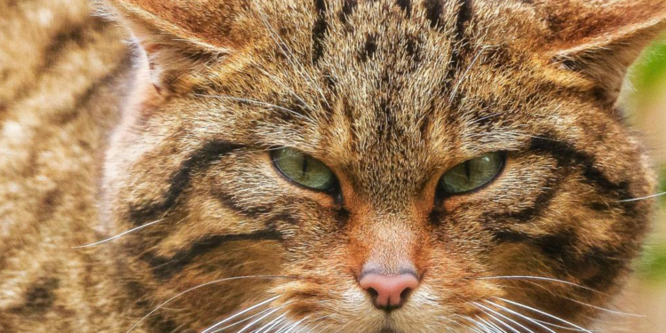 "O gato", crônica de Helena Perdiz.