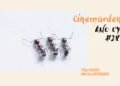 Cinemarden: Trilogias involuntárias