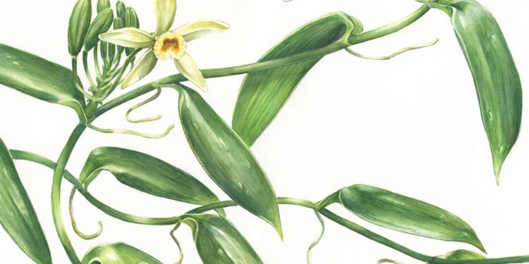 "Flor minúscula", crônica de Paulo Camargo.