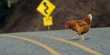 "Por que a galinha atravessou a rua? (Eleições 2018)", crônica de Henrique Fendrich.