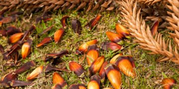 ladrão que rouba pinhão