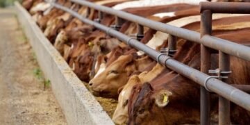 "Admirável gado novo", crônica de Paulo Camargo.