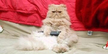 Imagem: Reprodução.