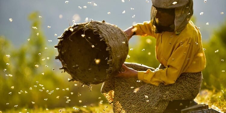 Honeyland, de Tamara Kotevska e Ljubomir Stefanov