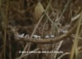 Documentário retrata a necessidade de contato com a natureza como saída viável para uma sociedade sadia. Imagem: Divulgação.