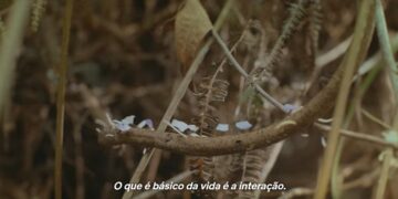 Documentário retrata a necessidade de contato com a natureza como saída viável para uma sociedade sadia. Imagem: Divulgação.