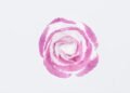 "Uma rosa para Carmen", crônica de Paulo Camargo