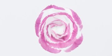 "Uma rosa para Carmen", crônica de Paulo Camargo