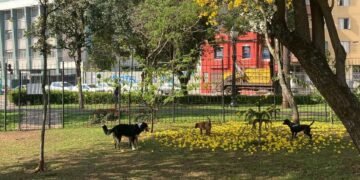 "Sobre cães e humanos", crônica de Paulo Camargo