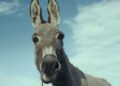 'EO', protagonizado por um burro, vai na contramão das fábulas edificantes