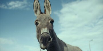'EO', protagonizado por um burro, vai na contramão das fábulas edificantes
